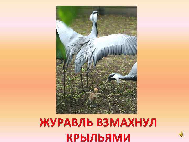 ЖУРАВЛЬ ВЗМАХНУЛ КРЫЛЬЯМИ 