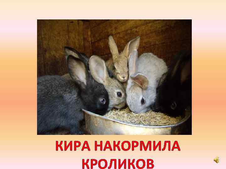 КИРА НАКОРМИЛА КРОЛИКОВ 