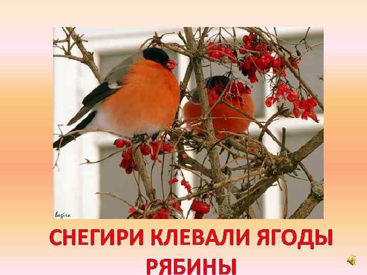 СНЕГИРИ КЛЕВАЛИ ЯГОДЫ РЯБИНЫ 