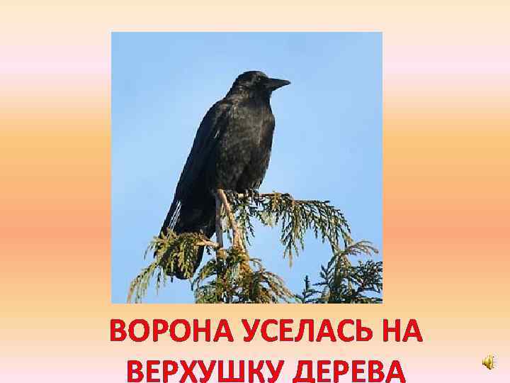 ВОРОНА УСЕЛАСЬ НА ВЕРХУШКУ ДЕРЕВА 