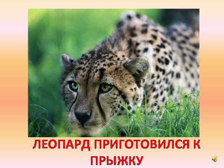 ЛЕОПАРД ПРИГОТОВИЛСЯ К ПРЫЖКУ 