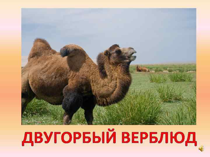 ДВУГОРБЫЙ ВЕРБЛЮД 