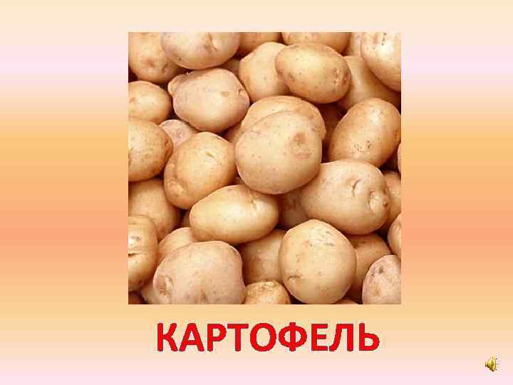 КАРТОФЕЛЬ 