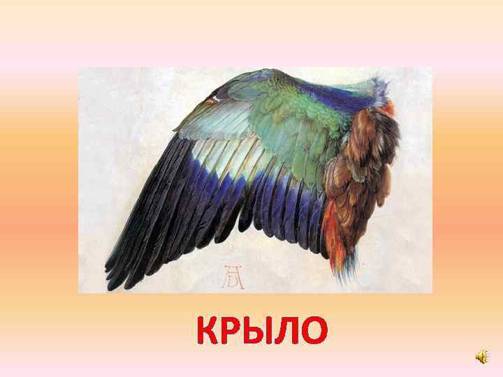 КРЫЛО 