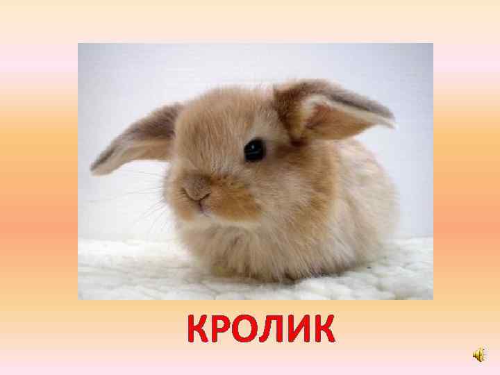 КРОЛИК 