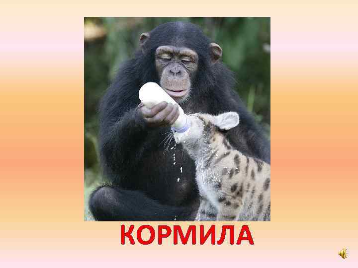 КОРМИЛА 