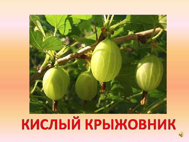КИСЛЫЙ КРЫЖОВНИК 
