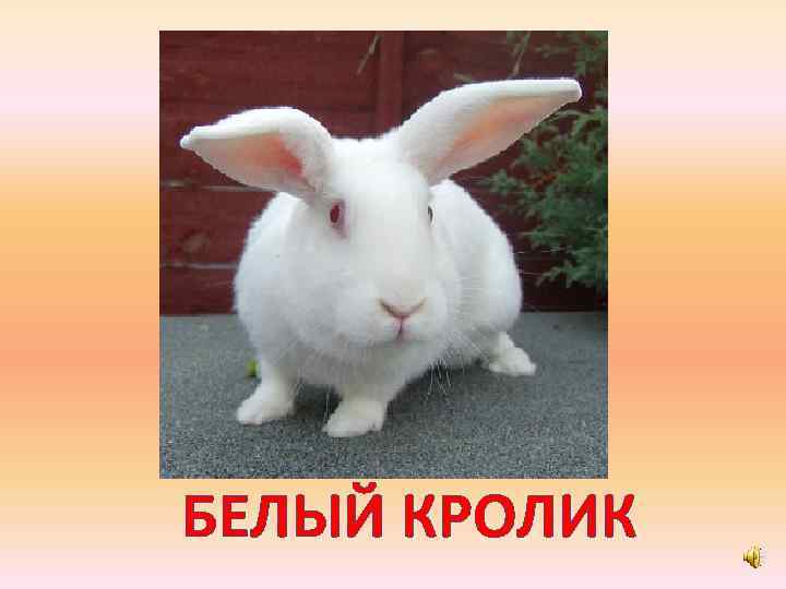 БЕЛЫЙ КРОЛИК 