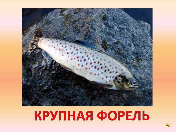 КРУПНАЯ ФОРЕЛЬ 