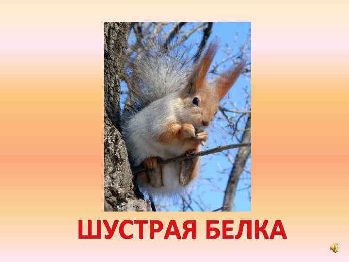 ШУСТРАЯ БЕЛКА 