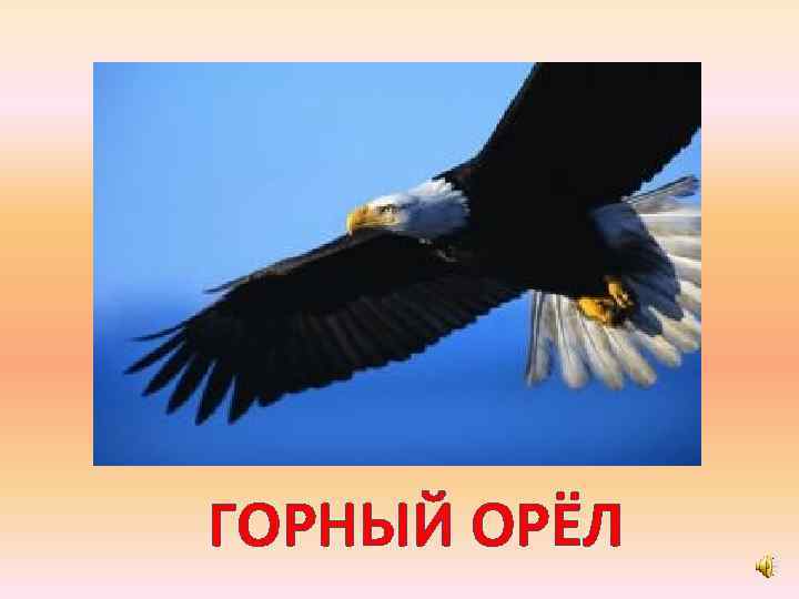 ГОРНЫЙ ОРЁЛ 
