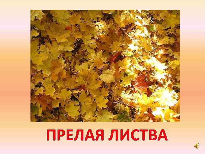 ПРЕЛАЯ ЛИСТВА 