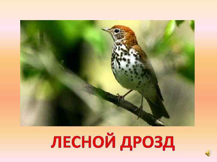 ЛЕСНОЙ ДРОЗД 