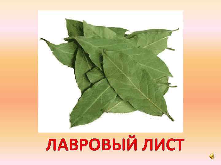 ЛАВРОВЫЙ ЛИСТ 