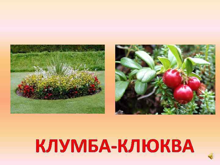 КЛУМБА-КЛЮКВА 