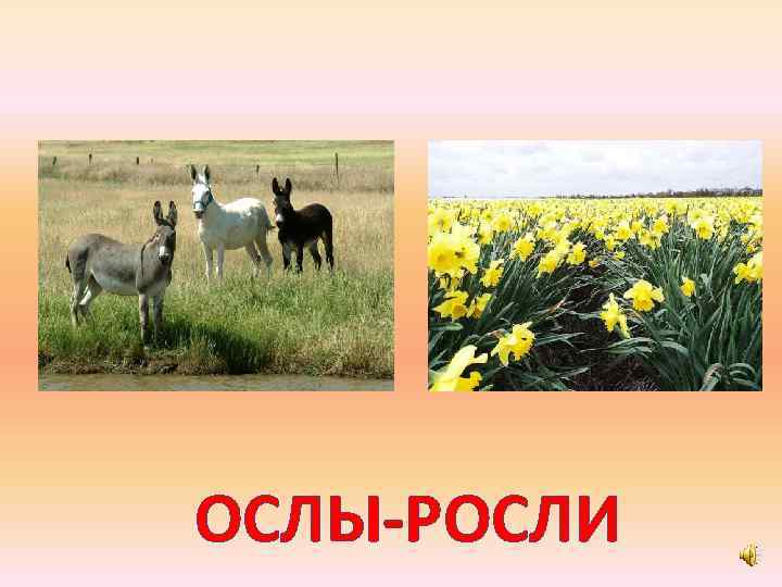 ОСЛЫ-РОСЛИ 