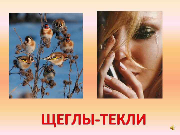 ЩЕГЛЫ-ТЕКЛИ 