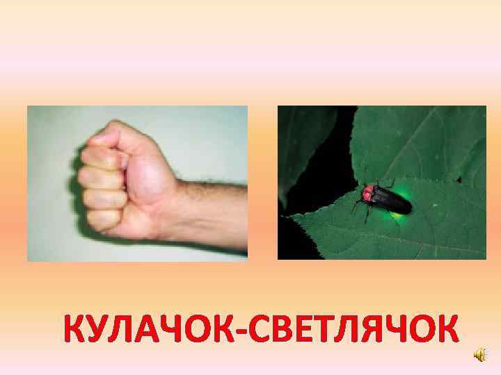 КУЛАЧОК-СВЕТЛЯЧОК 