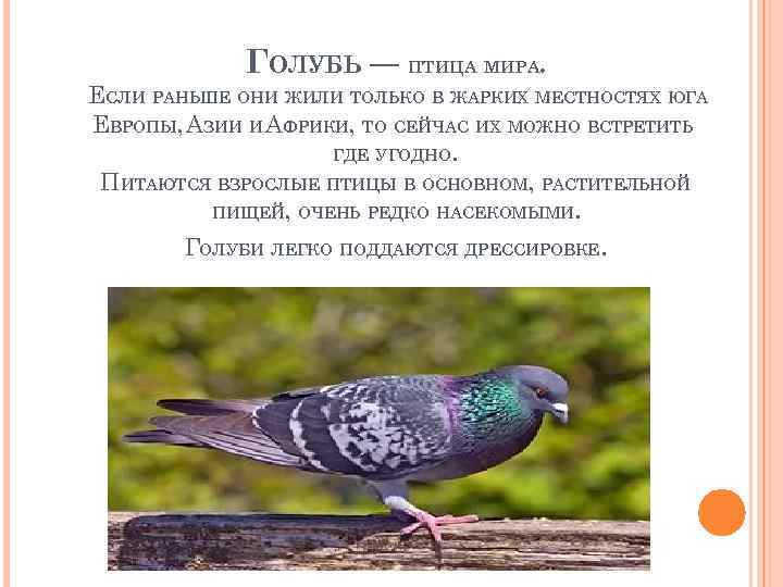 ГОЛУБЬ — ПТИЦА МИРА. ЕСЛИ РАНЬШЕ ОНИ ЖИЛИ ТОЛЬКО В ЖАРКИХ МЕСТНОСТЯХ ЮГА ЕВРОПЫ,