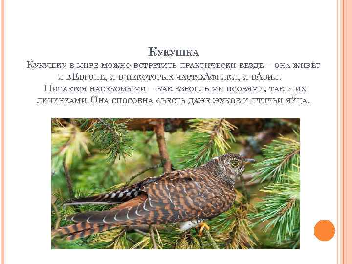 КУКУШКА КУКУШКУ В МИРЕ МОЖНО ВСТРЕТИТЬ ПРАКТИЧЕСКИ ВЕЗДЕ – ОНА ЖИВЁТ И В ЕВРОПЕ,