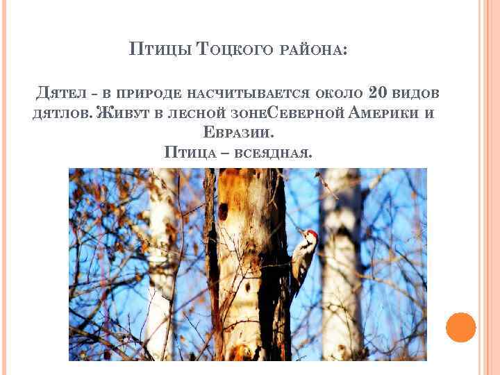 ПТИЦЫ ТОЦКОГО РАЙОНА: ДЯТЕЛ - В ПРИРОДЕ НАСЧИТЫВАЕТСЯ ОКОЛО 20 ВИДОВ ДЯТЛОВ. ЖИВУТ В
