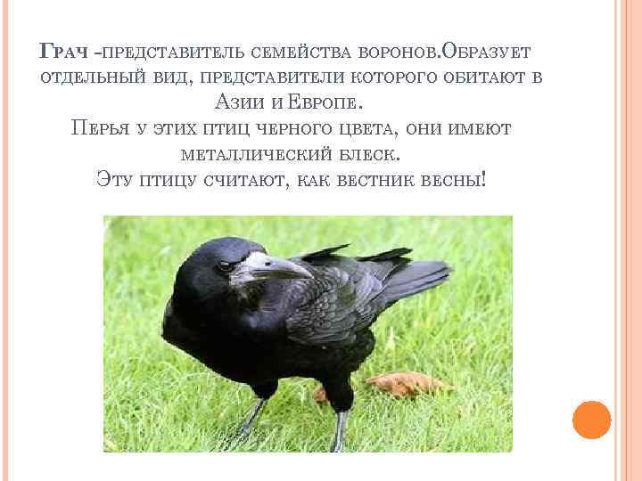 ГРАЧ -ПРЕДСТАВИТЕЛЬ СЕМЕЙСТВА ВОРОНОВ. ОБРАЗУЕТ ОТДЕЛЬНЫЙ ВИД, ПРЕДСТАВИТЕЛИ КОТОРОГО ОБИТАЮТ В АЗИИ И ЕВРОПЕ.