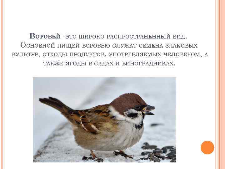 ВОРОБЕЙ -ЭТО ШИРОКО РАСПРОСТРАНЕННЫЙ ВИД. ОСНОВНОЙ ПИЩЕЙ ВОРОБЬЮ СЛУЖАТ СЕМЕНА ЗЛАКОВЫХ КУЛЬТУР, ОТХОДЫ ПРОДУКТОВ,
