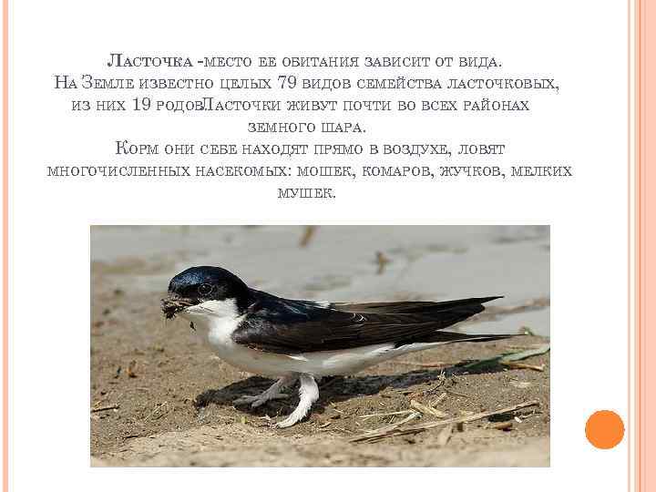 ЛАСТОЧКА -МЕСТО ЕЕ ОБИТАНИЯ ЗАВИСИТ ОТ ВИДА. НА ЗЕМЛЕ ИЗВЕСТНО ЦЕЛЫХ 79 ВИДОВ СЕМЕЙСТВА