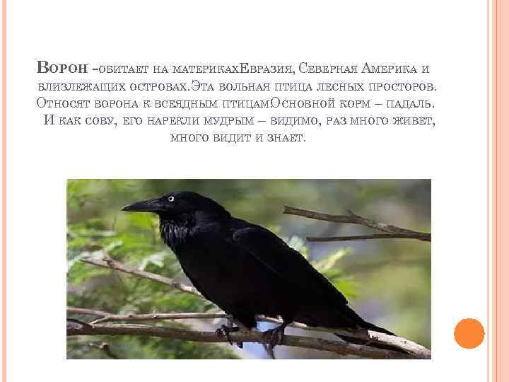 ВОРОН -ОБИТАЕТ НА МАТЕРИКАХЕВРАЗИЯ, СЕВЕРНАЯ АМЕРИКА И БЛИЗЛЕЖАЩИХ ОСТРОВАХ. ЭТА ВОЛЬНАЯ ПТИЦА ЛЕСНЫХ ПРОСТОРОВ.