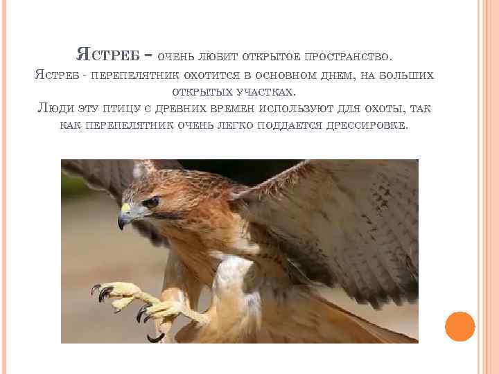 ЯСТРЕБ - ОЧЕНЬ ЛЮБИТ ОТКРЫТОЕ ПРОСТРАНСТВО. ЯСТРЕБ - ПЕРЕПЕЛЯТНИК ОХОТИТСЯ В ОСНОВНОМ ДНЕМ, НА