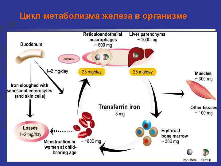 Цикл метаболизма железа в организме энзимы 