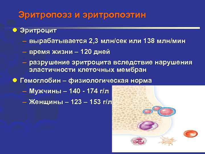 Эритропоэз и эритропоэтин l Эритроцит – вырабатывается 2, 3 млн/сек или 138 млн/мин –