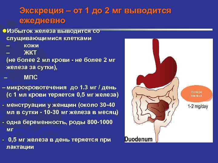 Экскреция – от 1 до 2 мг выводится ежедневно l. Избыток железа выводится со