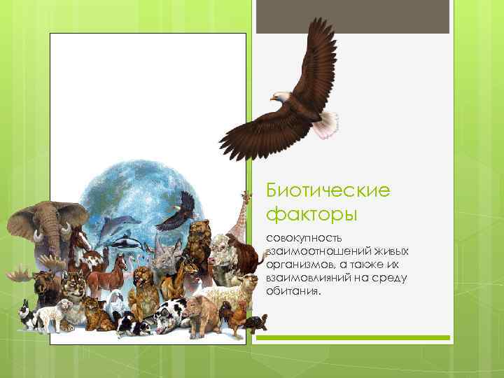 Биотические факторы совокупность взаимоотношений живых организмов, а также их взаимовлияний на среду обитания. 