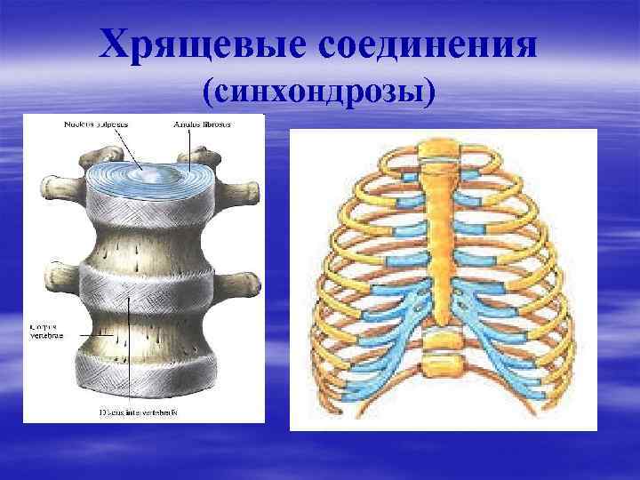 2 соединения костей примеры. Соединение костей синхондроз. Хрящевые соединения синхондрозы. Хрящевые соединения костей. Хрящевые соединения в скелете.