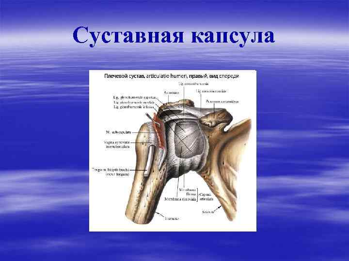 Суставная капсула. Суставная капсула сустава. Капсулы сустава синовиальная. Для суставов капсулы.