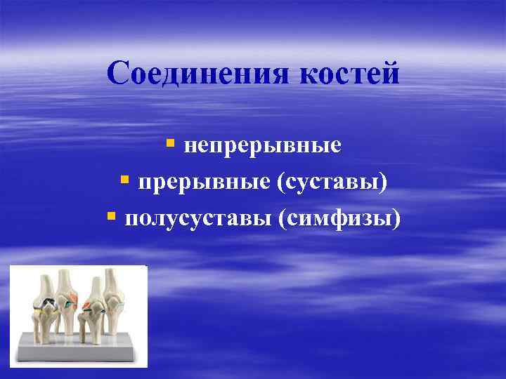 Соединения костей § непрерывные § прерывные (суставы) § полусуставы (симфизы) 