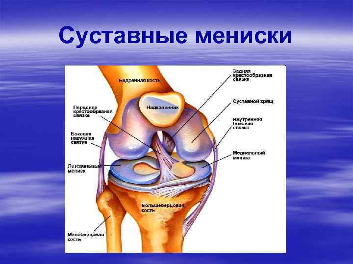 Где находится мениск в колене картинки