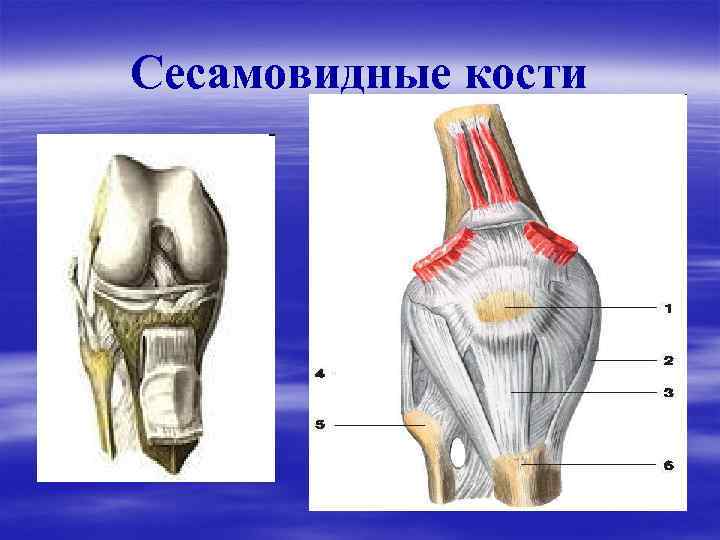 Сесамовидные кости