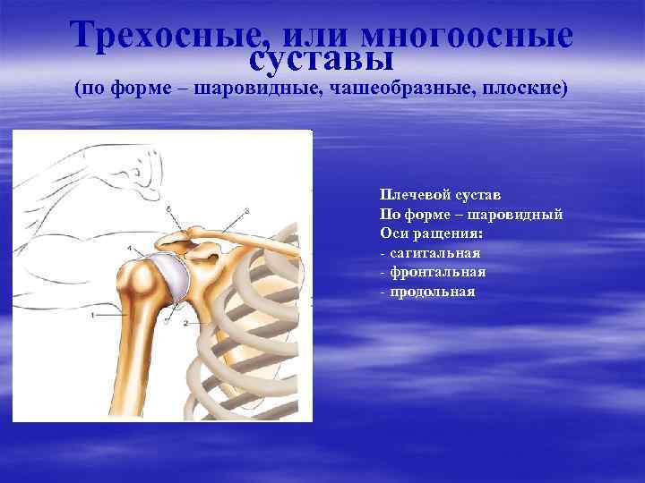 Соединения костей плечевого пояса