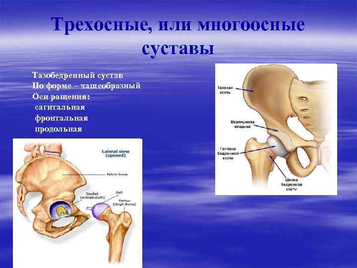 Тип соединения костей в тазобедренном суставе