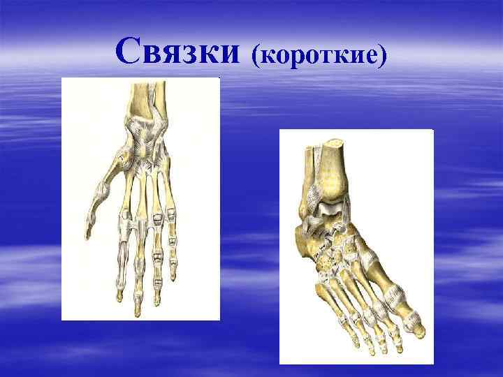 Связки (короткие) 