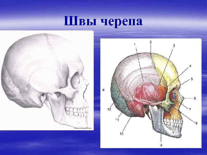 Швы черепа анатомия картинки для массажа