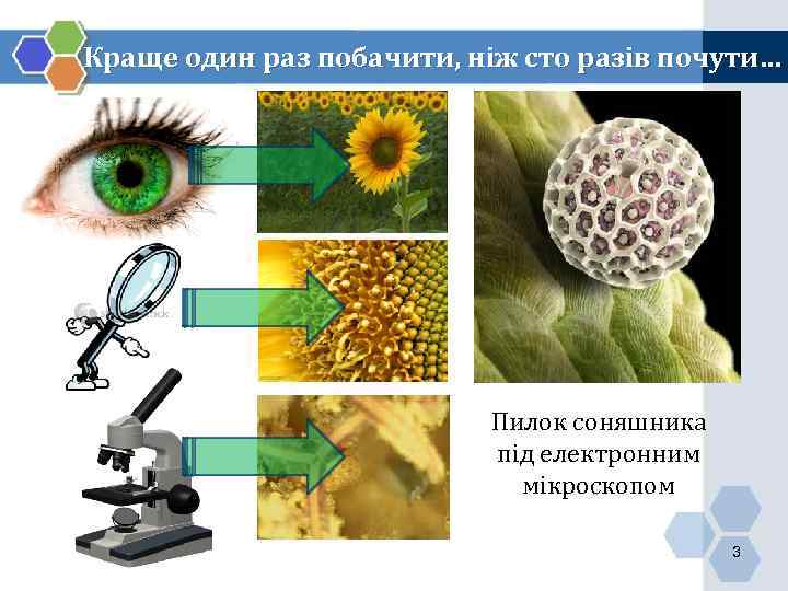 Краще один раз побачити, ніж сто разів почути… Пилок соняшника під електронним мікроскопом 3
