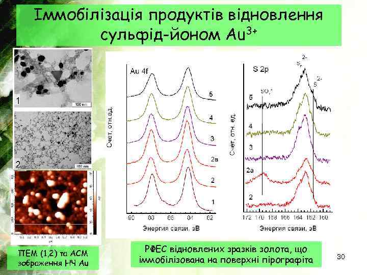 Іммобілізація продуктів відновлення сульфід-йоном Au 3+ ПЕМ (1, 2) та АСМ зображення НЧ Au