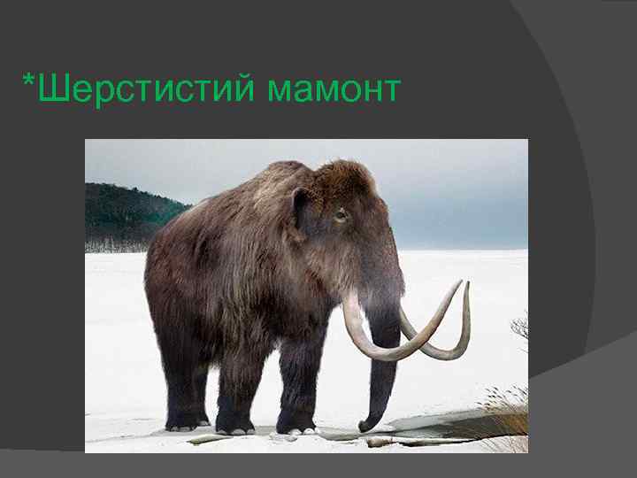 *Шерстистий мамонт 