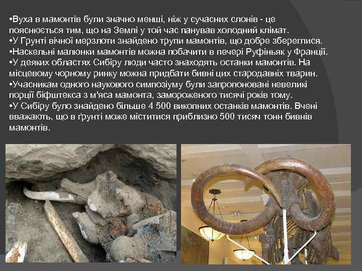  • Вуха в мамонтів були значно менші, ніж у сучасних слонів - це