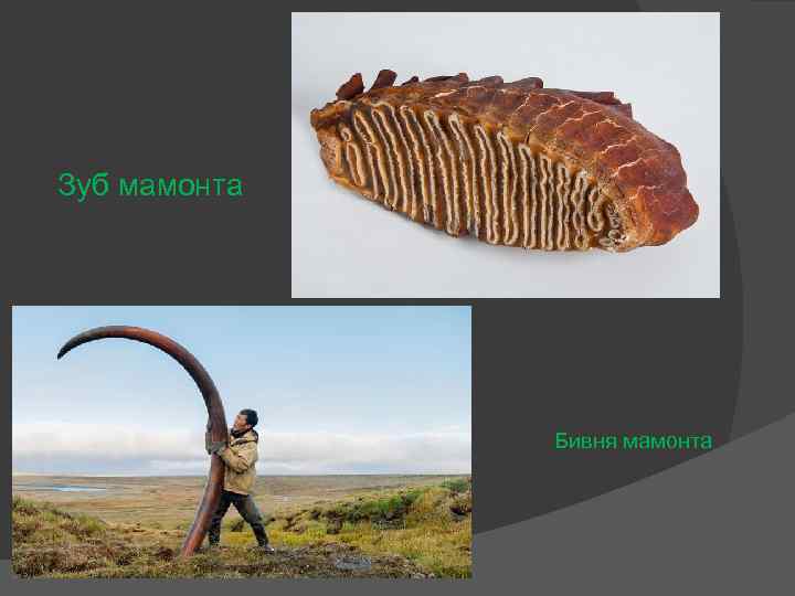 Зуб мамонта Бивня мамонта 
