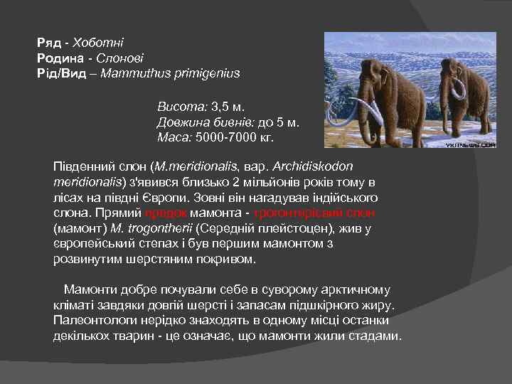 Ряд - Хоботні Родина - Слонові Рід/Вид – Mammuthus primigenius Висота: 3, 5 м.