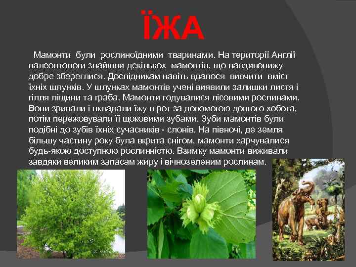 ЇЖА Мамонти були рослиноїдними тваринами. На території Англії палеонтологи знайшли декількох мамонтів, що навдивовижу